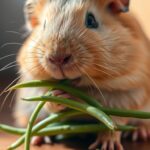Can Guinea Pigs Eat French Beans?
