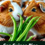 Can Guinea Pigs Eat String Beans?