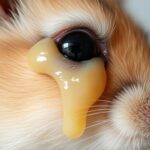 Can Hamsters Die From Sticky Eye