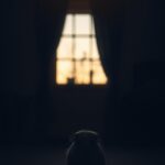 Can Guinea Pigs Die Of Loneliness?