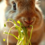 Can Rabbits Eat Bean Sprouts