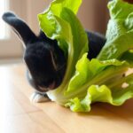 Can Rabbits Eat Boston Lettuce