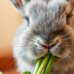 Can Rabbits Eat Broccoli Stalks