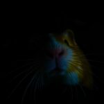 Do Guinea Pigs Have Night Vision?