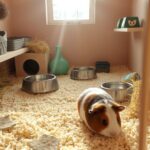 How To Keep Guinea Pig Cage Clean?