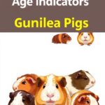 How To Tell A Guinea Pig’s Age?