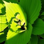 Can Rabbits Eat Hostas