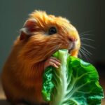 Can Guinea Pigs Eat Cabbage?