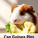 Can Guinea Pigs Eat Cauliflower?