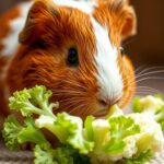 Can Guinea Pigs Eat Cauliflower Leaves?