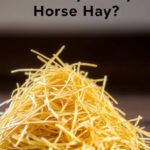 Can Guinea Pigs Eat Horse Hay?