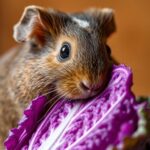 Can Guinea Pigs Eat Purple Cabbage?