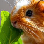Can Guinea Pigs Eat Spinach?