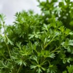 Can Rabbits Eat Dill