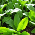 Can Rabbits Eat Dock Leaves