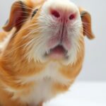 Can Guinea Pigs Get Fleas?