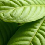 Can Rabbits Eat Plantain