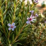 Can Rabbits Eat Rosemary