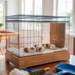 How To Get Rid Of Guinea Pig Smell?