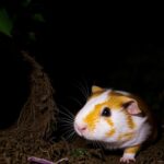 Are Guinea Pigs Nocturnal?