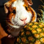 Can Guinea Pigs Eat Pineapple?
