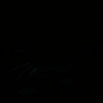 Can Hamsters See In The Dark