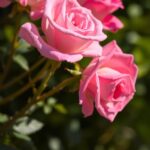 Can Rabbits Eat Roses From The Store