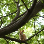 Can Rabbits Eat Tree Branches