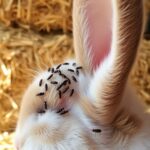 Can Rabbits Get Fleas From Hay