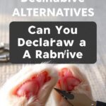 Can You Declaw A Rabbit