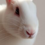 Do All White Rabbits Have Red Eyes