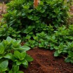 Do Coffee Grounds Deter Rabbits