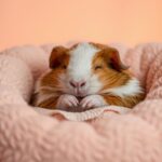 Do Guinea Pigs Sleep?