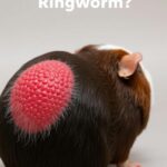 How Do Guinea Pigs Get Ringworm?