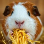 How Long Can Guinea Pigs Go Without Food?