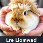 Do Lionhead Rabbits Like To Be Held