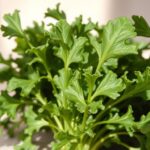 Can Guinea Pigs Eat Arugula?