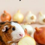 Can Guinea Pigs Eat Onions?