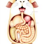 Do Guinea Pigs Fart?