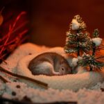 Do Hamsters Get Cold