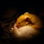 Do Hamsters Go Into Hibernation